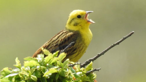 Yellowhammer with bright yellow head singing from the top of a shrub, its beak wide open.